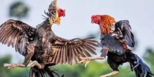 Đá gà cựa dao AB77 mang đến nhiều trận đấu bùng nổ