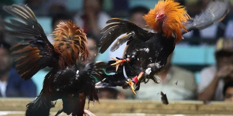 Thời gian tham gia trận đấu