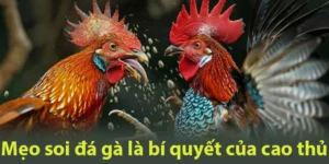 Tìm hiểu về chiến kê kỹ càng là mẹo soi đá gà hàng đầu