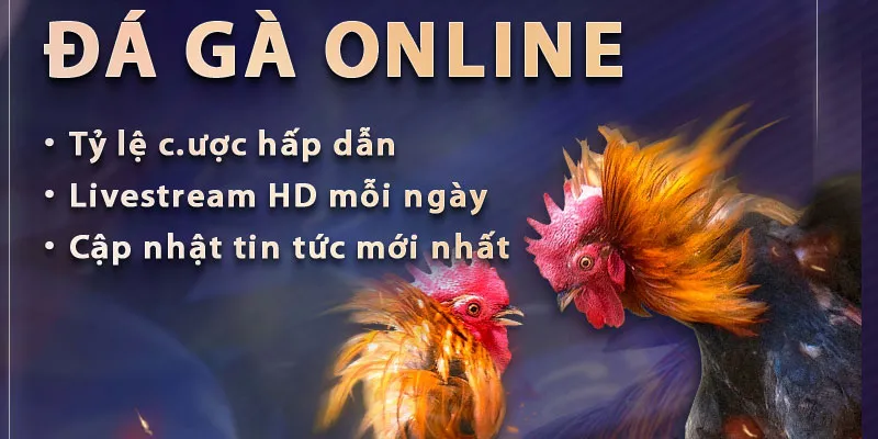 Quan sát trực tiếp trận đấu trên AB77 để chọn gà chiến chuẩn
